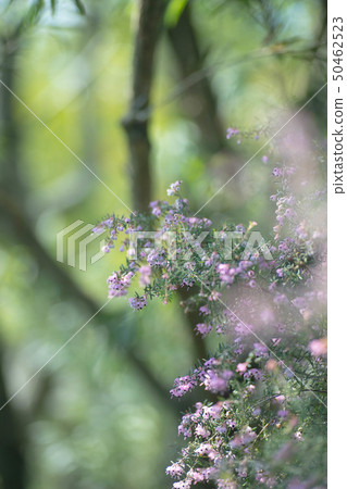 Janome Erika Janome Erika 50462523