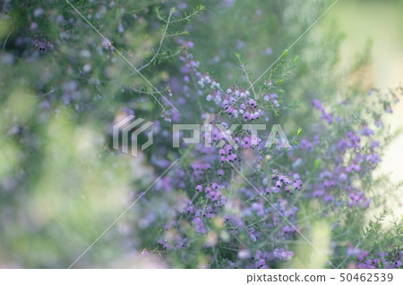 Janome Erika Janome Erika 50462539