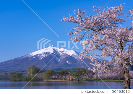 青森縣岩山山和櫻花 青森縣岩山山和櫻花 50463013