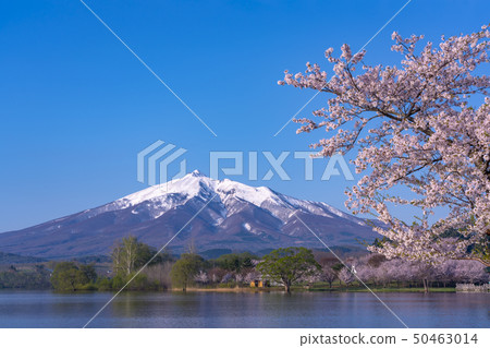 青森縣岩山山和櫻花 青森縣岩山山和櫻花 50463014