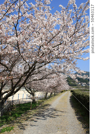 A townscape colored with cherry blossoms by Ureshino Saga 50463117