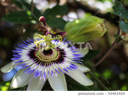 西番蓮花 50463484