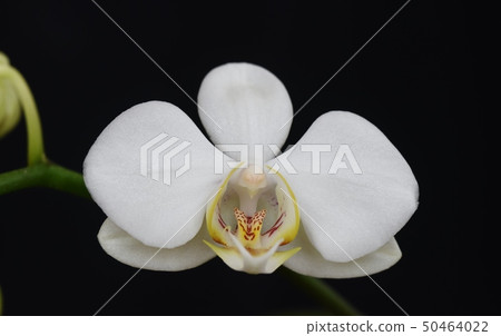Flower that boasts splendid flower Phalaenopsis blooming 50464022