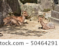 Two deer of Itsukushima Shinto shrine 50464291