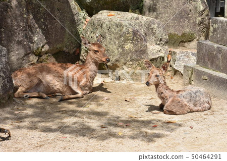 Two deer of Itsukushima Shinto shrine 50464291