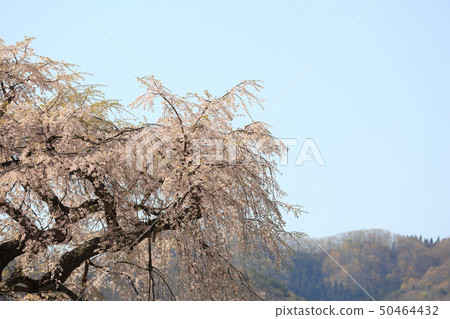 櫻花 櫻花 50464432