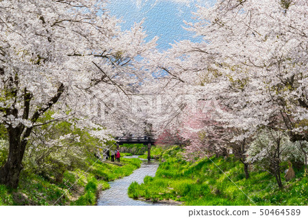 [Yamanashi Prefecture] Cherry trees 50464589