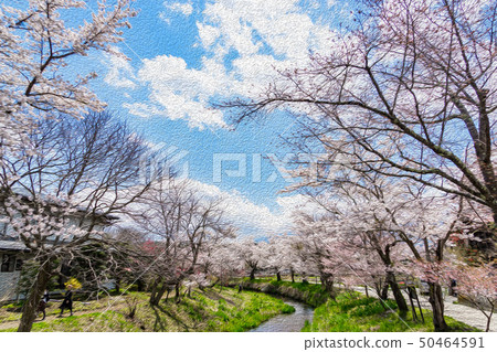 [Yamanashi Prefecture] Cherry trees 50464591
