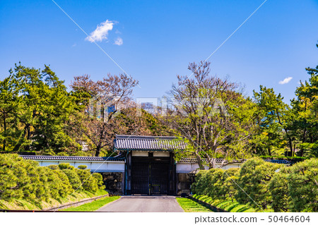 (Tokyo) Chidorigafuchi Green Road Hanzomon Spring (Tokyo) Chidorigafuchi Green Road Hanzomon Spring 50464604