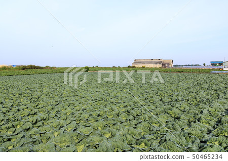 場（春天） 50465234