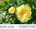 Yellow peony 50465508