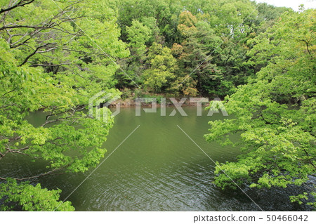 從樹之間的間隙看見的池塘 從樹之間的間隙看見的池塘 50466042