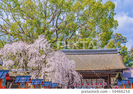 京都春天平原神社Sakigake 京都春天平原神社Sakigake 50466258