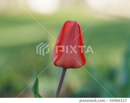 Lone pink beautiful tulip at the spring time Lone pink beautiful tulip at the spring time 50466327