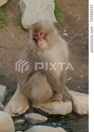 Snow Monkey Park 01 50466835