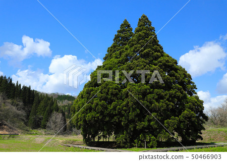 Osugi of Totoro tree Kosugi 50466903
