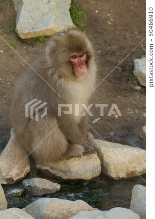 Snow Monkey Park 02 Snow Monkey Park 02 50466910