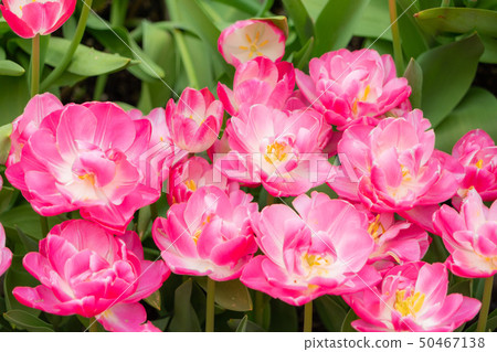 Tonami Tulip Fair 2494 Tonami Tulip Fair 2494 50467138