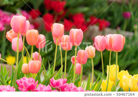 Tonami tulip fair 2443 Tonami tulip fair 2443 50467164