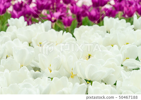 Tonami Tulip Fair 2389 Tonami Tulip Fair 2389 50467188