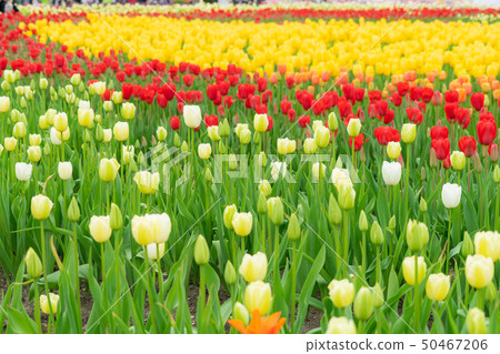 Tonami Tulip Fair 2335 Tonami Tulip Fair 2335 50467206