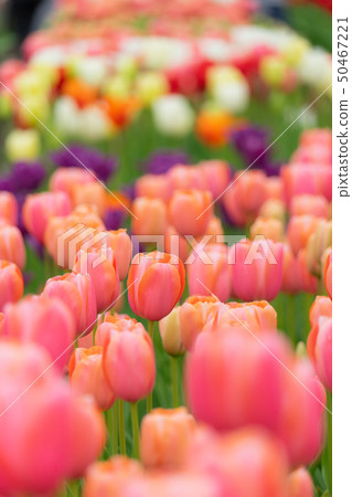礪波鬱金香博覽會2308 50467221
