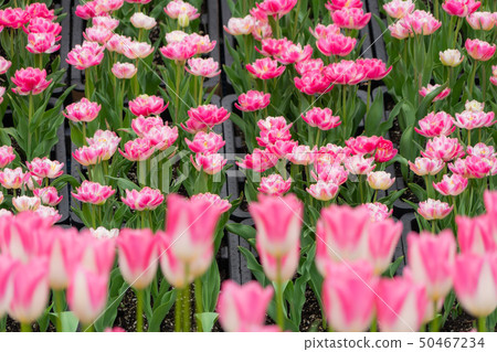 Tonami Tulip Fair 2286 Tonami Tulip Fair 2286 50467234