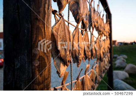 Fish hanging to dry at beach in Denmark Fish hanging to dry at beach in Denmark 50467299
