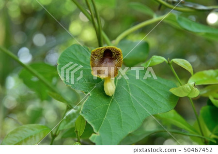 Flower of a horn tuna 50467452