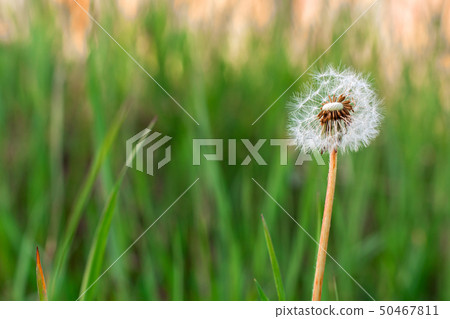 Macro of fluffy dandelion in green grass 50467811