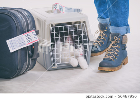 Cat in the airline cargo pet carrier 50467950