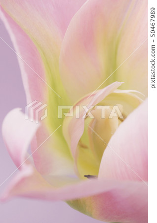 Tulip 50467989
