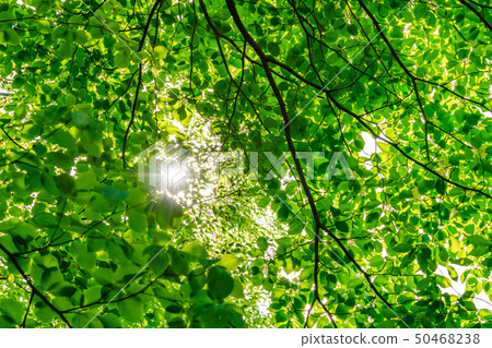 新的綠色形象 50468238