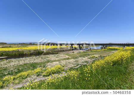 Shikawa, Otome Ohashi's Spring 50468358