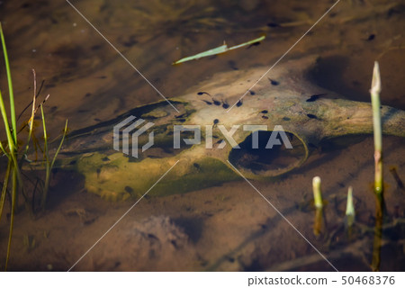 Goat skull in water and tadpoles close 50468376