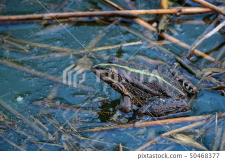 Close view dark green frog sits in river water 50468377