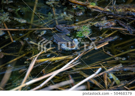 Close view green frog makes mating call in water 50468379