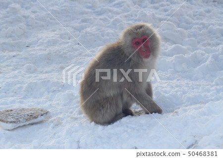 Snow Monkey Park 07 Snow Monkey Park 07 50468381