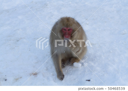 Snow Monkey Park 08 50468539