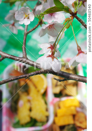 Hanami午餐和櫻花 50468540