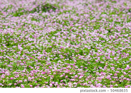 蓮花 蓮花 50468635