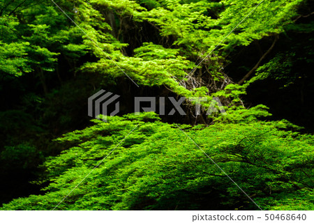 藍葉 藍葉 50468640