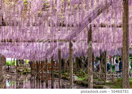 天王河紫藤 天王河紫藤 50468781