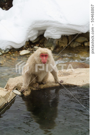 Snow Monkey Park 09 50468807