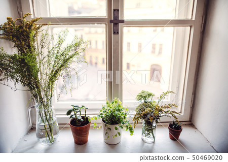 Plants in flower pots and vases on window sill. A startup of florist business. Plants in flower pots and vases on window sill. A startup of florist business. 50469020