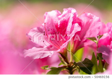 Azaleas in full bloom Azaleas in full bloom 50469156
