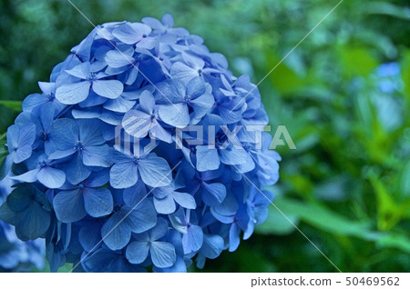 繡球 50469562