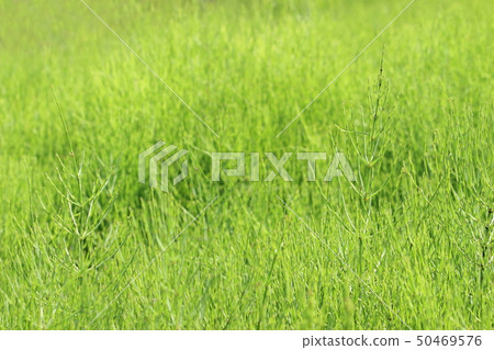 馬尾 馬尾 50469576