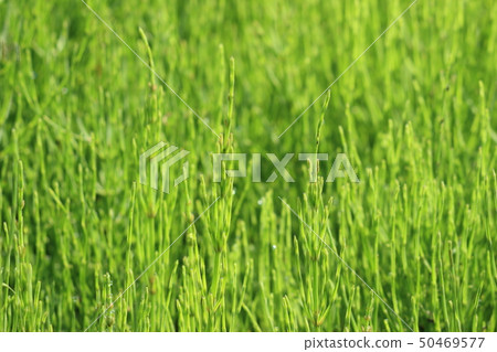 Horsetail Horsetail 50469577