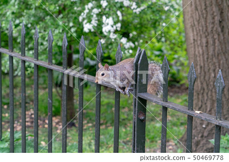 松鼠 50469778